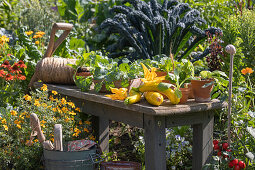 A potting bench in the vegetable garden with freshly harvested summer squash, squash blossoms, and vegetable seedlings, golden marigolds, tomato, dinosaur kale, and echinacea