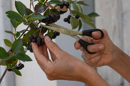 Woman harvesting chokeberry berries with scissors