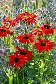 Coneflower 'Kismet Intense Orange' and sea holly in a border
