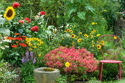 Bed with Milkweed 'Fireglow', dwarf sunflower, sunflower 'Summertime', dahlia, Allium, fleabane, echinacea 'Meditation White', Kismet Intense Orange', coneflower 'Goldsturm', orchid, cranesbill 'Orkney Cherry', tickseed, stone planter and red chair