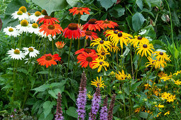 A flower bed with coneflower 'Meditation White', 'Kismet Intense Orange', coneflower 'Goldsturm', orchid and tickseed