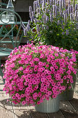 Petunia Mini Vista 'Hot Pink' and Anise hyssop 'Blue Fortune' in zinc pots