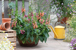 Canary foxglove Illumination 'Flame' and 'Raspberry Improved' in iron bowl