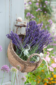 Basket with fresh lavender blossoms and lavender bouquet hung on the door