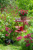 Small group of seats at the flowerbed with Red bistort 'Blackfield' and decorative basket, basket with zinnias on the table, Paula the dog lying down