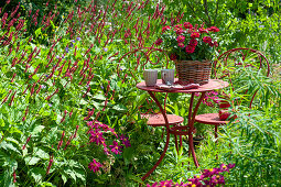 Small seating area by the bed with candle knotweed 'Blackfield' and ornamental baskets, basket with zinnias on the table