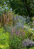 Bee-friendly herbaceous border with anise hyssop, globe thistle, petunia and Golden marguerite, in the background riding grass and cape leadwort