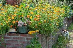 Marigolds in a walled raised bed, basket with freshly harvested onions and summer squash, dog Zula