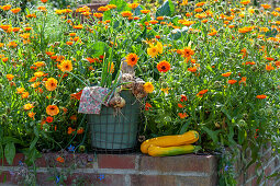 Marigolds in a walled raised bed, basket with freshly harvested onions and yellow courgettes