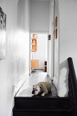 Dog lying on black lacquered floorboard in front of wooden staircase