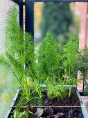 Fennel growing in planter made from wooden box on balcony