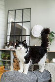 Cat on grey sofa