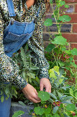 Nasturtium being harvested