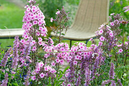 Insect-friendly perennial bed: Anise hyssop and garden phlox 'country wedding'