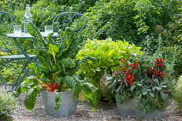 Snack terrace with herbs and vegetables: Swiss chard, sweet potato, chili, sage, hyssop, thyme and Southernwood