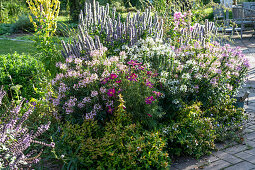 Sommerbeet mit Spinnenblumen 'Senorita Carolina' 'Senorita Blanca' 'Senorita Rosalita', Duftnessel, Schmuckkörbchen, Königskerze und Phlox, Abelien als Beeteinfassung