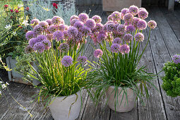 Blooming chives in pots