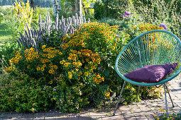 Acapulco chair on the Garden bed with Helenium 'Flammenrad', anise hyssop 'Blue Fortune', Olympic mullein, and Abelia 'Kaleidoscope' as a border