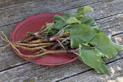 Burdock roots dug up for making burdock root tea