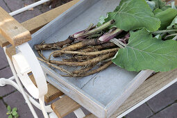 Burdock roots dug up for making burdock root tea