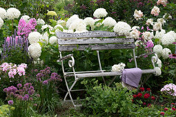 Bank im Spätsommerbeet mit Strauchhortensie 'Annabelle', Phlox, Duftnessel, Berglauch, Zinnien, Fetthenne