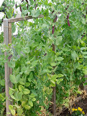 Capuchin pea 'Blauwschokker' on a climbing aid