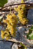 'Druzhba' Grapes on granite wall