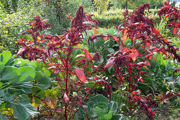 Beet mit Wirsing und Garten-Fuchsschwanz