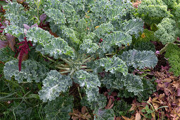 Kale in the garden bed