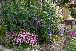 Sage hybrid Rockin 'True Blue' in a stone planter with petunia Mini Vista 'Pink Star' 'Violet Star' and spider flower 'Senorita Blanca