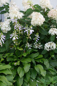 Funkie 'Royal Standard' and Panicled hydrangea 'Vanilla Fraise' in the border