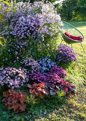 Autumn border with aster, Coral Bells, New York aster and Acapulco Chair