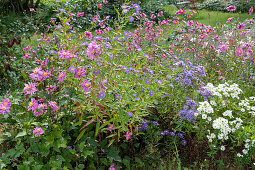 Perennial bed with autumn anemones and autumn asters