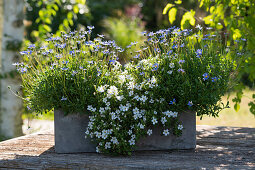 Grauer Kasten mit Kapaster 'Forever Blue' und Schneeflockenblume Everest 'White Yeti'