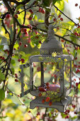 Lantern with lit candle in crabapple tree 'Red Jade', decorated with fennel flowers