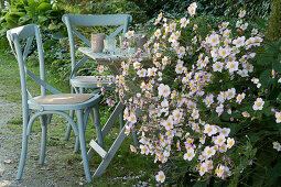 Kleiner Sitzplatz am Beet mit Herbstanemone 'Septembercharme'