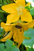 Slug in courgette flower