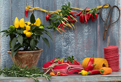 Ernte-Stilleben mit Chili, Paprika, Rosmarin und Thymian, essbare Zierpaprika 'Salsa' im Topf