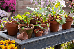 Clay pots with beetroot seedlings