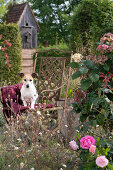 Seating area next to hydrangea, rose and yellow scabious, dog Zula sits on blanket
