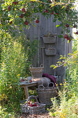 Kleine Sitzecke zwischen Apfelbaum und Gartenhaus, Bank mit Fell und Decke neben Goldrute, Korb mit Äpfeln