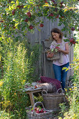 Small sitting area between apple tree and garden house, bench with fur and blanket next to goldenrod, basket with apples, woman picking apples