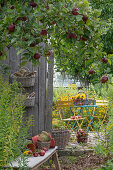 View from the apple tree with red apples to a small terrace with a sitting area next to the garden house