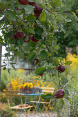Branch with red apples, apple tree variety 'Berner Rosenapfel', with view of small seating area