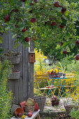 Blick vom Apfelbaum mit roten Äpfeln auf kleine Terrasse mit Sitzplatz am Gartenhaus