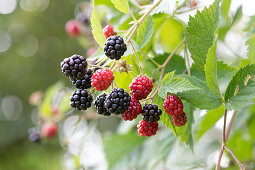 Thornless blackberry in late summer