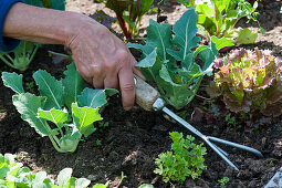 Woman loosens soil between kohlrabi, lettuce, and celery in a raised bed