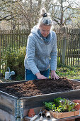 Frau verteilt frische Erde in Hochbeet, Holzkiste mit Gemüse-Jungpflanzen und Kleingeräte