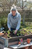 Woman distributes young vegetable plants in the raised bed