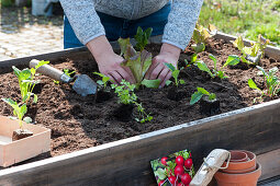 Woman plants various types of lettuce, kohlrabi, and celery in the raised bed